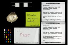 Foto (Objekt + Etikett) von Pithonoton marginatum (von Meyer, 1842)  (NHMW-GEO-2014-0194-0885)